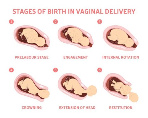 Stages of Vaginal Delivery